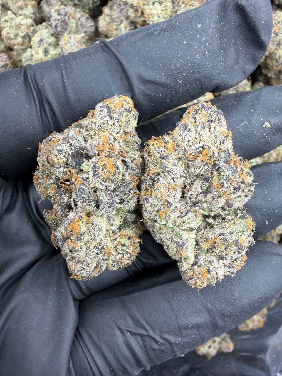 Black Runtz — Barewoods Wholesale