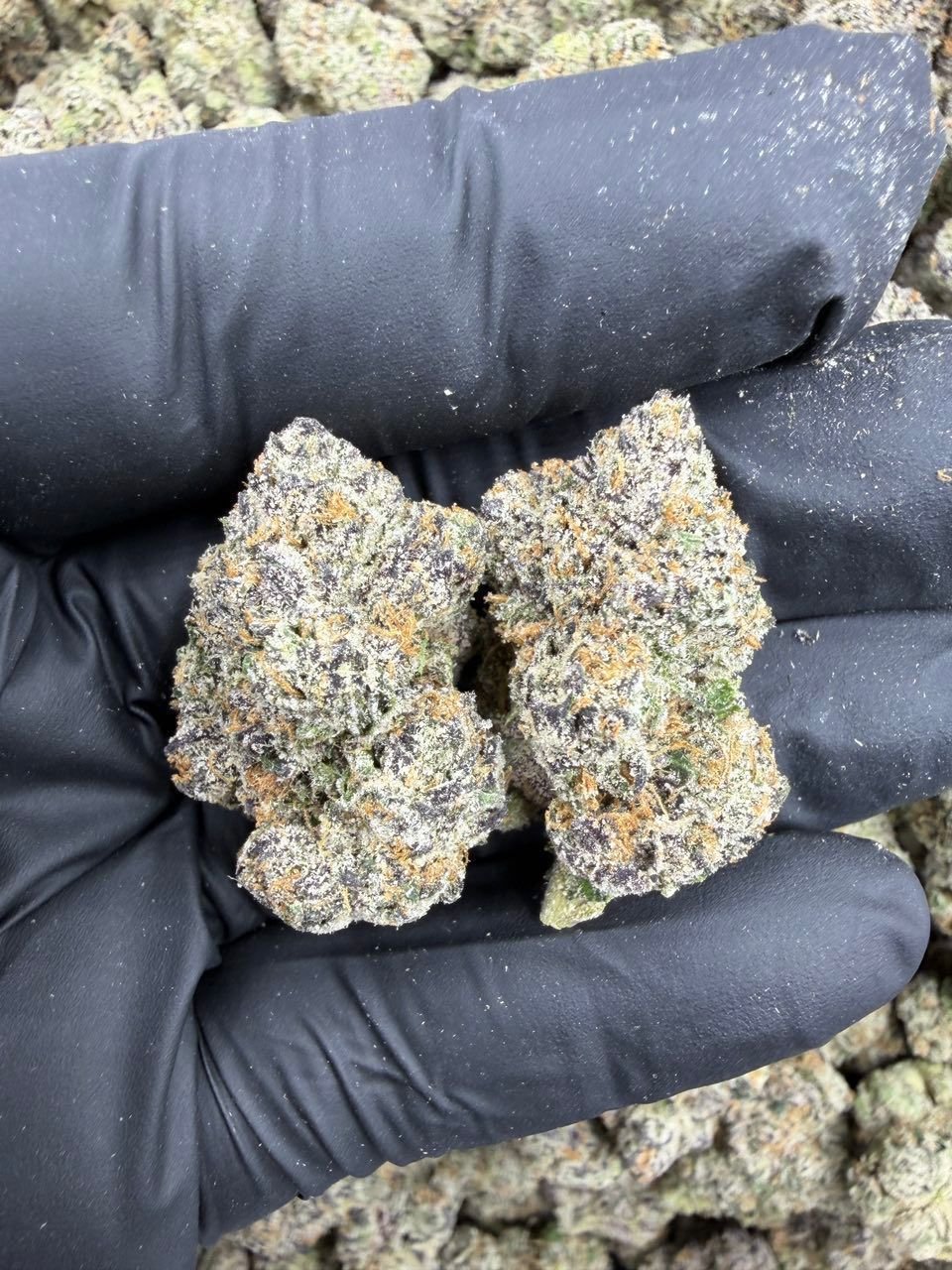 LCG Nu — Barewoods Wholesale
